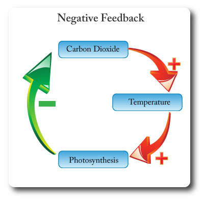 IB environmental systems negative feedback